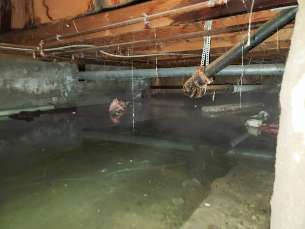 Best Flood damage cleanup  in Roxboro, NC