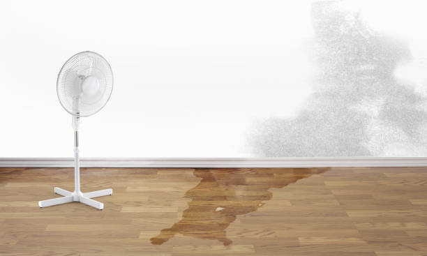 Best Professional water damage repair  in Roxboro, NC